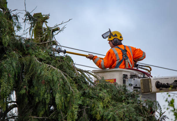 How Our Tree Care Process Works  in  Jarales, NM